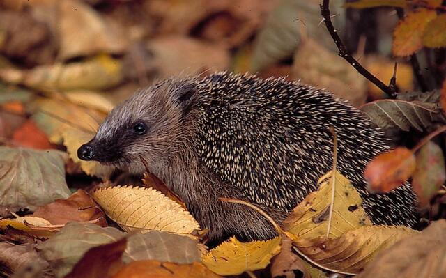 Igel fühlen sich in Laubhaufen wohl | Foto: Bernd Kunz/NABU