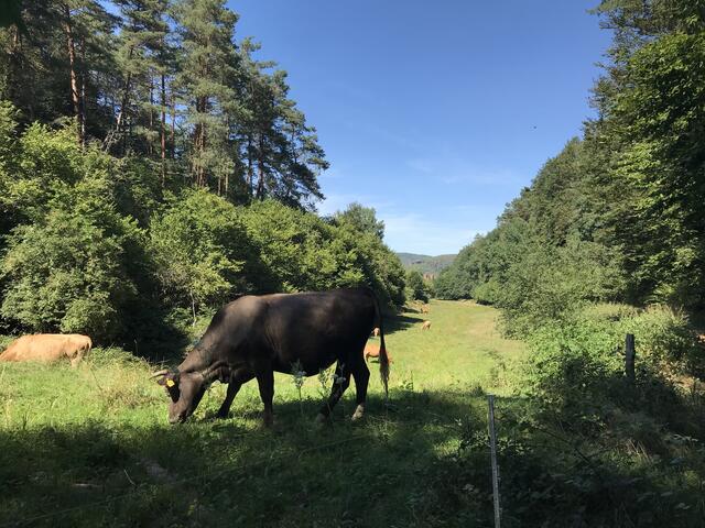 Ganz im Hintergrund ist die Kirche Christkönig zu sehen | Foto: B. Bender