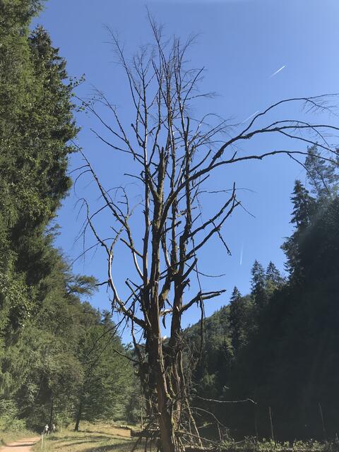 "Skulptur" am Wegesrand | Foto: B. Bender