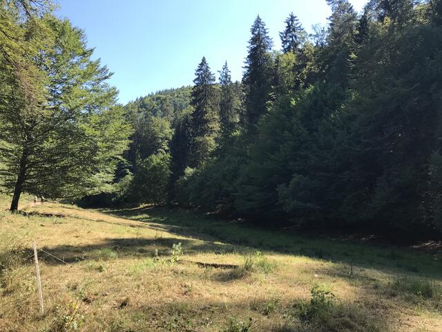 Das Grün ist in diesem Jahr nicht allzu "saftig" | Foto: B. Bender