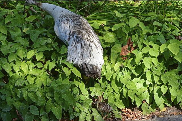 Foto: Ilona Schäfer