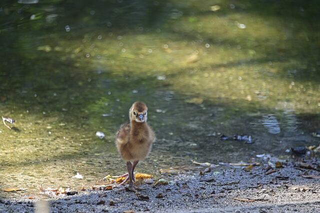 Foto: Ilona Schäfer