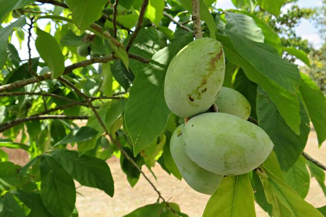 Indianer Banane, was es nicht alles gibt | Foto: Brigitte Melder