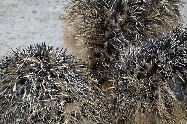 Wie Igel :-) | Foto: Brigitte Melder