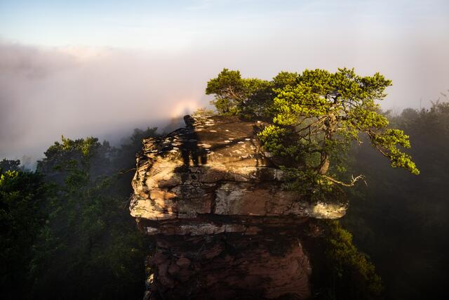 Dichter Bodennebel mit einer Glorien-Erscheinung, Dahner Felsenland, Pfälzerwald - 28.06.2022. Zu sehen vom Römerfelsen bei Dahn. | Foto: Marvin Jülch