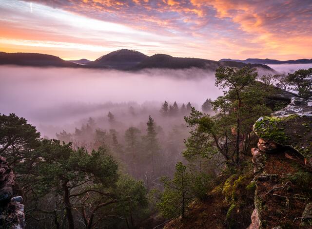 Dichter Bodennebel im Morgenrot, Dahner Felsenland, Pfälzerwald - 02.01.2022. Ausblick vom Sprinzelfelsen bei Busenberg. | Foto: Marvin Jülch