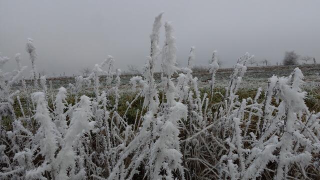 Mehlingen im Dezember