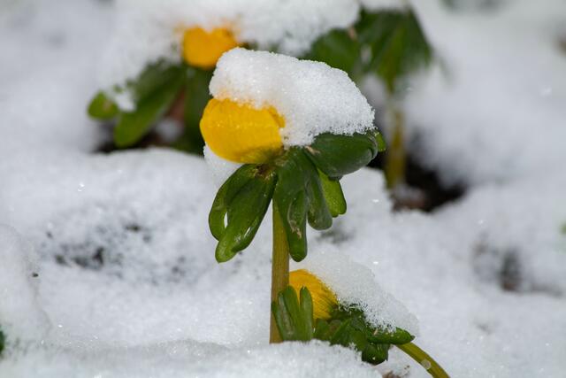 Eiszeit mit Frühlingsboten - Ebertpark LU 