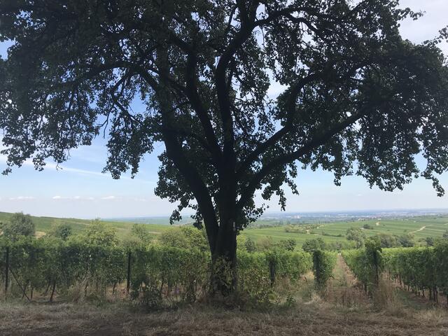 Herrliche Aussichten | Foto: B. Bender