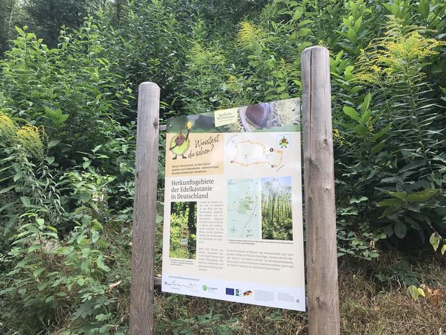 Wo kommt die Edelkastanie eigentlich her? | Foto: B. Bender