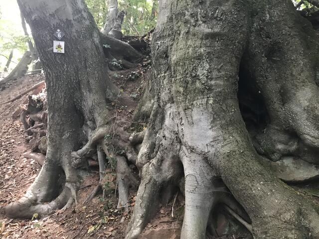 Wegweiser | Foto: B. Bender