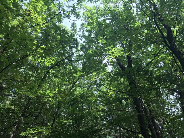 Die Keschde ragen in den Himmel | Foto: B. Bender