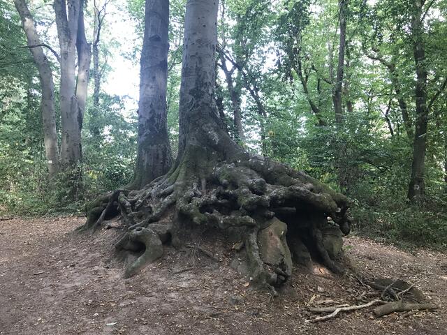 Baumwurzel-Skulptur | Foto: B. Bender