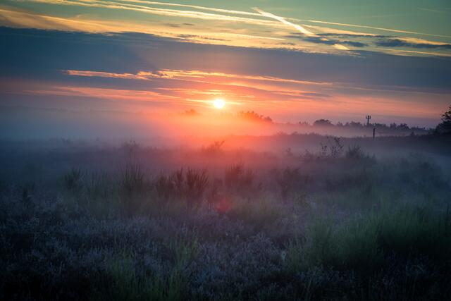 Nebelstimmung in der Mehlinger Heide im August | Foto: Stefan Jung