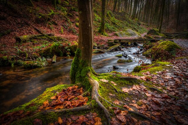 Karlstalschlucht  bei Trippstadt im Februar22 | Foto: Stefan Jung