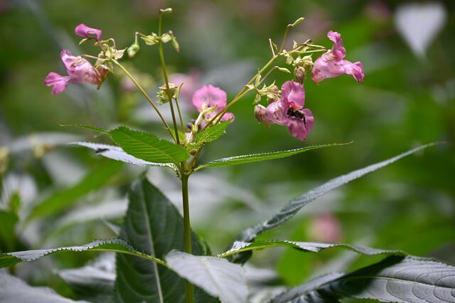 drüsiges Springkraut - insektenfreundlicher Blütenstand | Foto: A. Abt