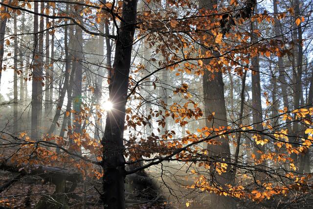 Die Morgensonne vertreibt den Frühnebel auf der Lindemannsruhe bei Bad Dürkheim | Foto: Maike Müller  