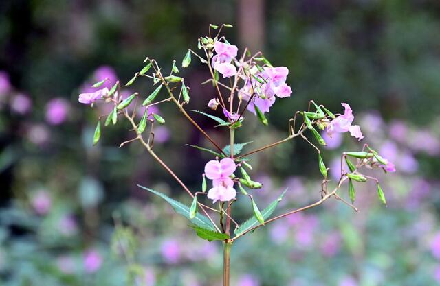 drüsiges Springkraut mit Samenkapseln | Foto: A. Abt