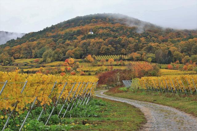 Herbstzauber bei Deidesheim mit leichtem Nebel  | Foto: Maike Müller  