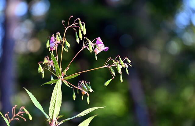 drüsiges Springkraut mit Samenkapseln | Foto: A. Abt