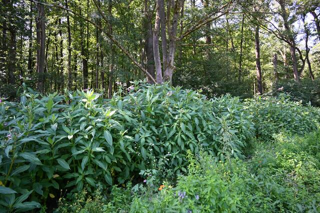 drüsiges Springkraut zwischen Wald und Blühfläche | Foto: A. Abt