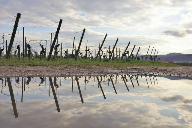 Spiegelung der Januar-Reben bei Friedelsheim in einer Wasserpfütze. | Foto: Maike Müller  