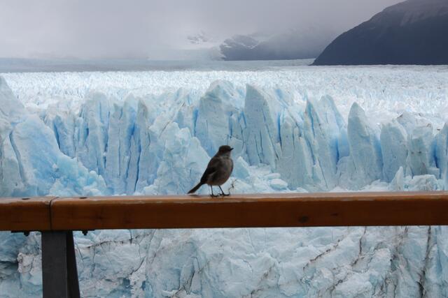 Gletscher in Argentinien/ Februar 2015