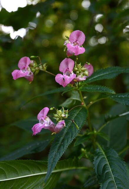 drüsiges Springkraut | Foto: A. Abt