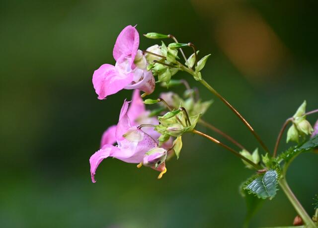 drüsiges Springkraut | Foto: A. Abt