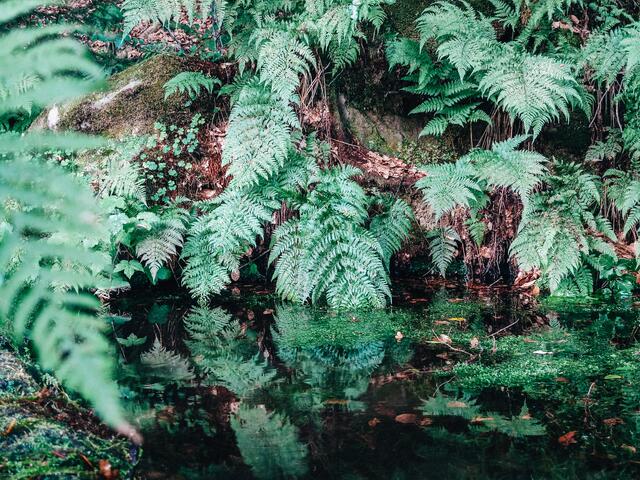 Karlstal bei Trippstadt im August