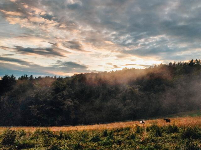 Bei Queidersbach im Juli