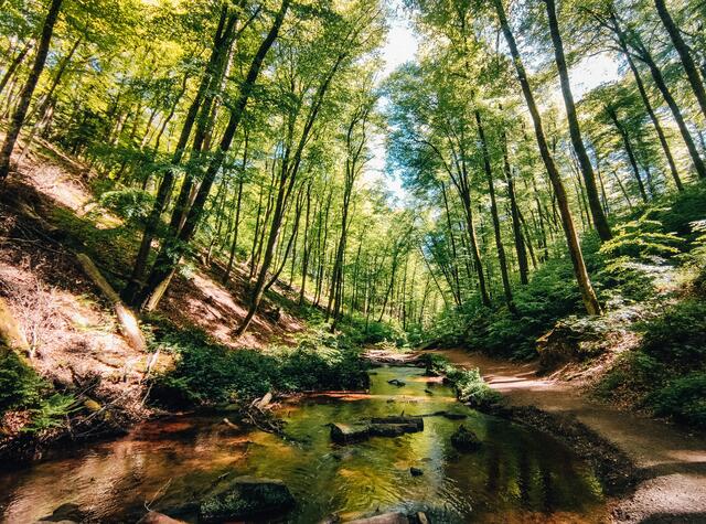 Karlstal bei Trippstadt im Juni