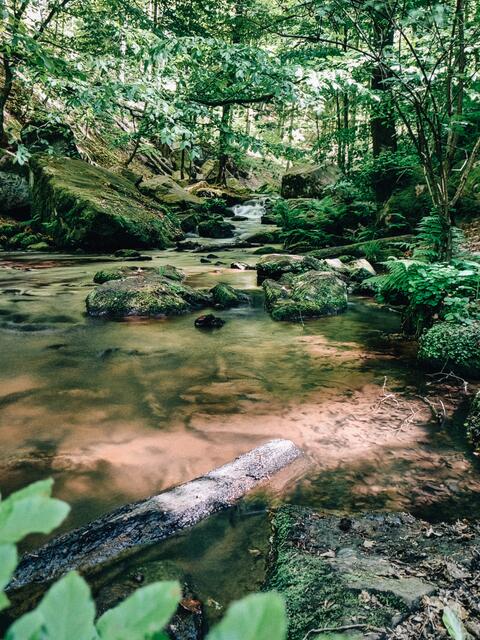 Karlstal bei Trippstadt im Juni