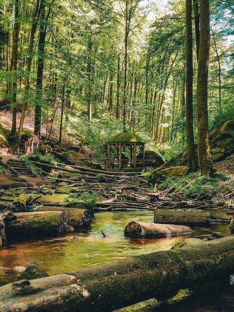 Karlstal bei Trippstadt im Juni