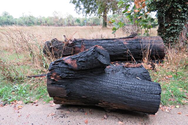 Eher kein Waldbrand, aber angebrannte Bäume | Foto: Brigitte Melder