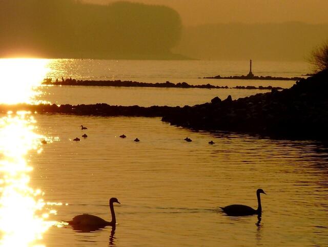 Sonnenuntergang am Rhein bei Römerberg-Mechtersheim, Winter  | Foto: Anita Lemmert 