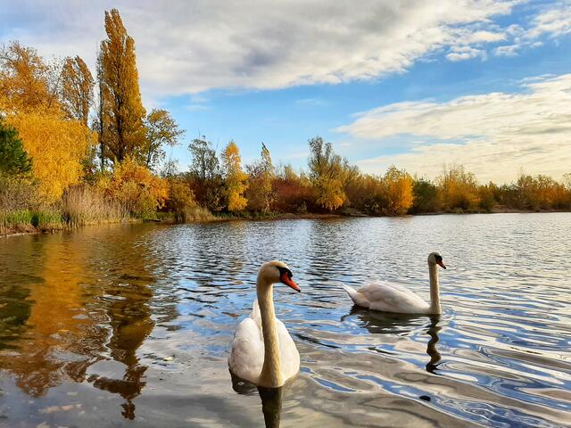Neugierige Schwäne auf dem Binsfeldsee bei Speyer, Herbst  | Foto: Anita Lemmert 