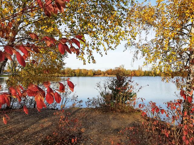 Bunter Herbst am Binsfeldsee bei Speyer, Herbst  | Foto: Anita Lemmert 