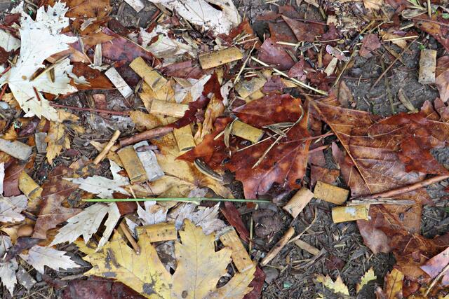Unter einer Bank, Ton in Ton mit Herbstlaub | Foto: Brigitte Melder