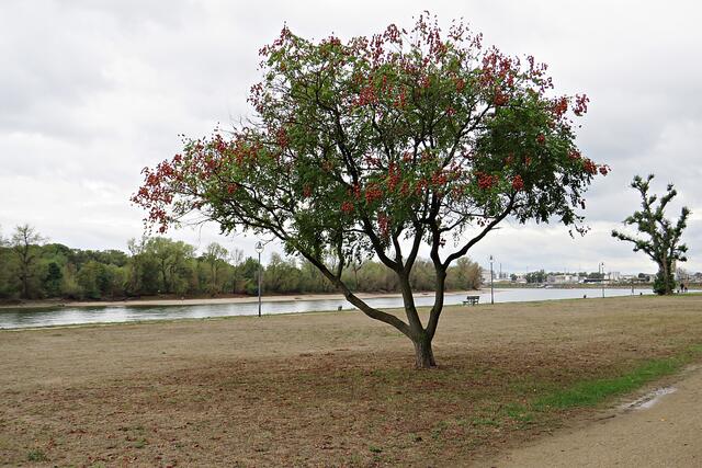 Ein wunderschöner Baum auf der Parkinsel | Foto: Brigitte Melder