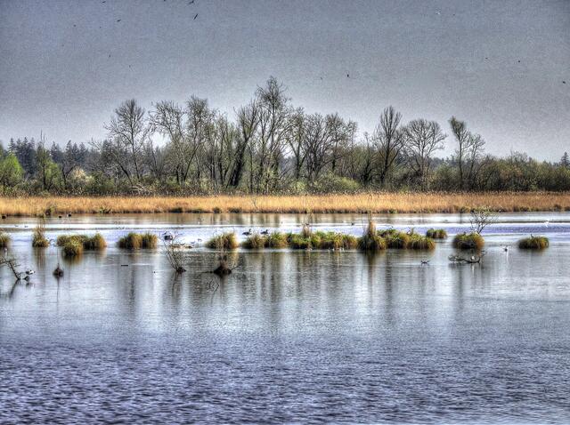 Naturschutzgebiet Waghäusel im März