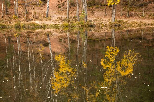 Spiegelung / Kaltenbrunnertal Neustadt / November
Bild: privat / Georg Beck