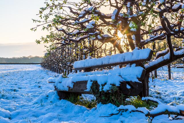 Apfelplantage im Schnee / Geinsheim / April
Bild: privat / Georg Beck