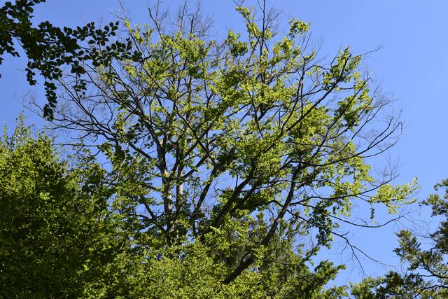 Horst Schikora: "Die äußeren Kronenteile dieser Rotbuche reagieren, weil der Wald zuwenig Wasser bekommt, mit einem sogenannten Notabwurf, das heißt der Baum behält nur noch das, was er unbedingt zum Überleben braucht. Solche absterbenden Bäume stehen für viele ihrer Artgenossen im Pfälzer Wald denen es miserabel geht. Sie wurden in der Vergangenheit und werden immer noch in der Gegenwart durch forstliche Eingriffe freigestellt und genießen somit keinen Bestandsschutz." | Foto: Horst Schikora