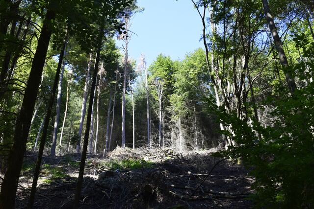 Horst Schikora: "Revier Spangenberg: Kahlhiebe im Pfälzer Wald, welche laut Gesetzgebung nicht als Kahlhiebe erfasst werden, da sie kleiner als 0,5 Hektar sind. Trotzdem haben diese Kahlhiebe eine negative Auswirkung auf das Waldinnenklima."
 | Foto: Horst Schikora