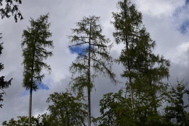Horst Schikora: "Selbst bestandsfremde Bäume (Lärchen am Rand eines Buchenbestands am Kaisergarten) sterben." | Foto: Horst Schikora