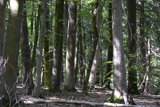 Buchenwald: Die markierten Bäume sind zum Holzeinschlag bestimmt und werden als Industrielangholz (IL in der Forstfachsprache) oder Brennholz genutzt. | Foto: Horst Schikora