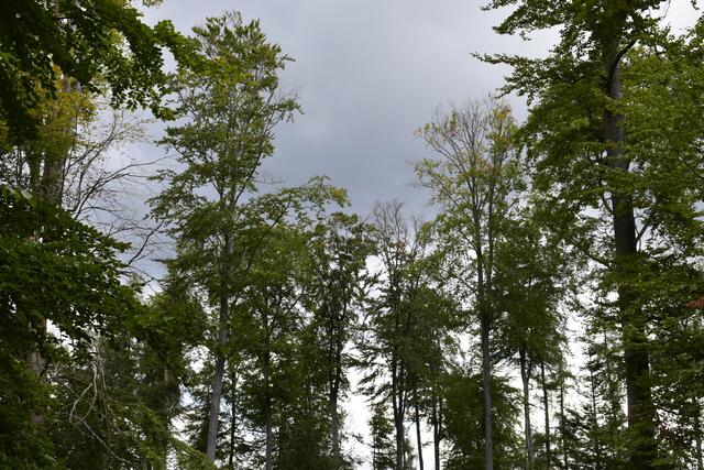 Horst Schikora: "Kaisergarten bei Lanrecht - siehe Baumkrone der Buche, keine Blätter mehr; die wurde im sogeanannten Schirmschlagverfahren aufgelichtet. Selbst bestandsfremde Bäume sterben und das ist nicht dem Klimawandel geschuldet, sondern das entsteht durch starke forstliche Eingriffe. Hier wurde der geschlossene Kronenbereich durch Auflichtung, das heißt durch die Entnahme vieler Bäume - sozusagen ein Kahlhieb auf Raten - zerstört." | Foto: Christine Frei