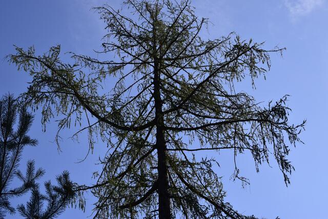 Horst Schikora: "Unter Trockenheit leidende Lärche. Ausreichende Bodenfeuchtigkeit ist nicht mehr vorhanden. Diese absterbenden Bäume stehen für viele ihrer Artgenossen im Pfälzer Wald, denen es miserabel geht. Sie wurden in der Vergangenheit und werden immer noch in der Gegenwart durch forstliche Eingriffe freigestellt und genießen somit keinen Bestandsschutz." | Foto: Horst Schikora