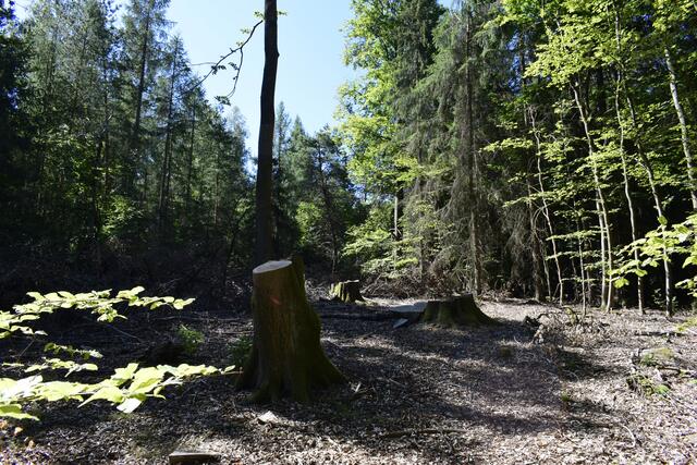 Horst Schikora: "Revier Spangenberg: Kahlhiebe im Pfälzer Wald, welche laut Gesetzgebung nicht als Kahlhiebe erfasst werden, da sie kleiner als 0,5 Hektar sind. Trotzdem haben diese Kahlhiebe eine negative Auswirkung auf das Waldinnenklima."

 | Foto: Horst Schikora